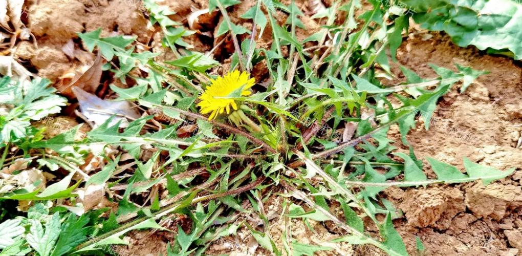 自带“青霉素”的4种菜，中老年人春天经常吃，提高免疫力少生病